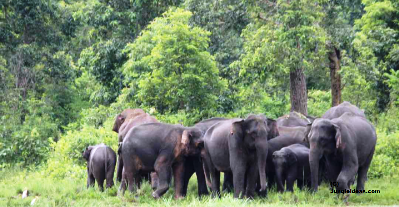 Elephant Reserves in India