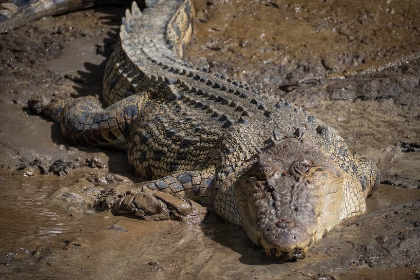 Crocodile attack