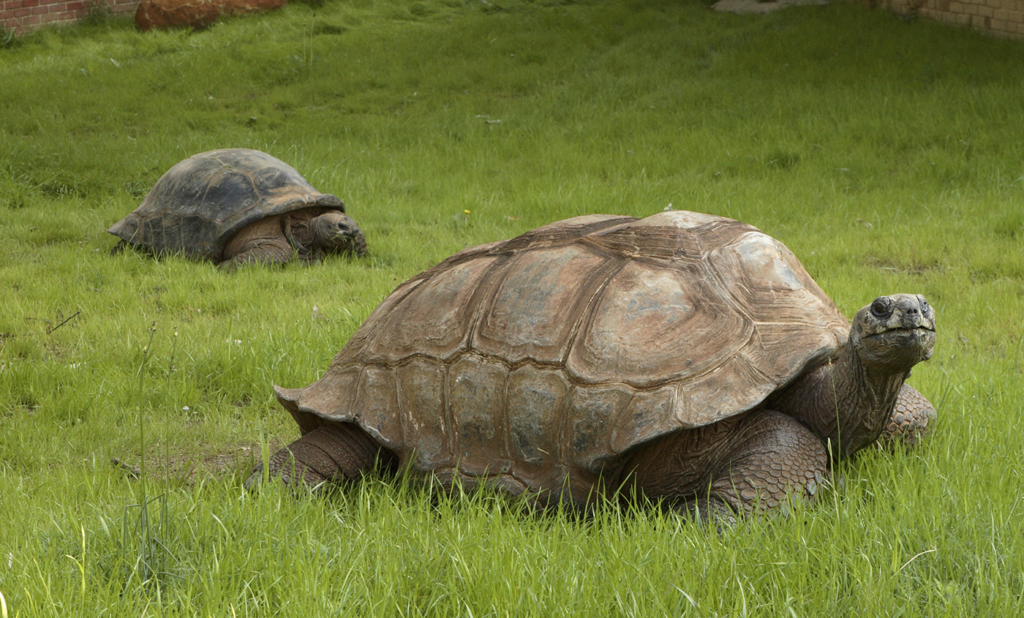 Giant tortoises in Seychelles