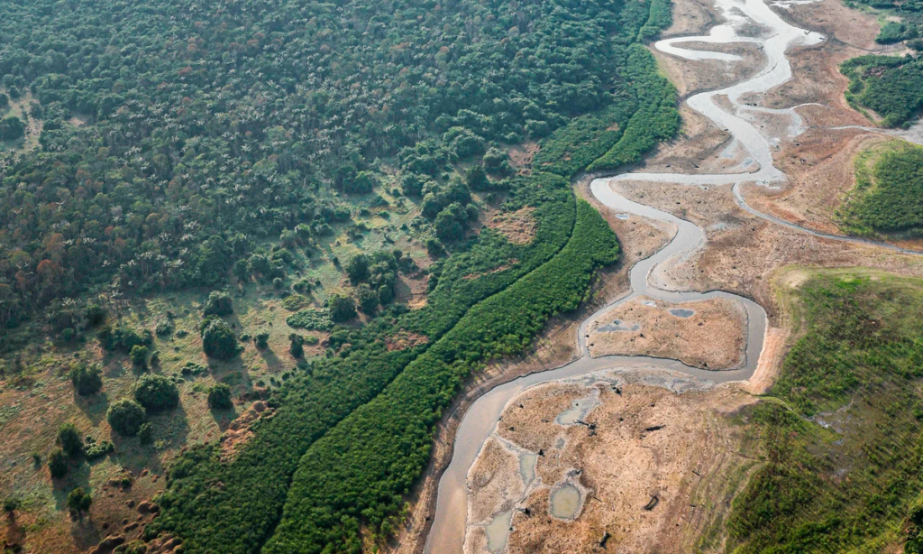 Amazon drought and wildfires