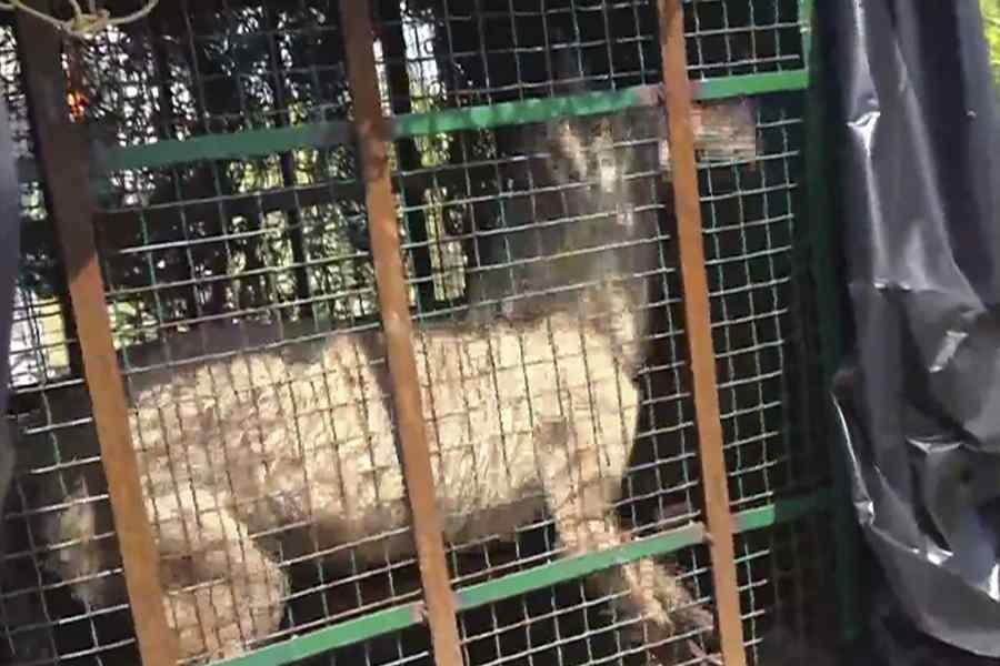 Bahraich wolf attacks