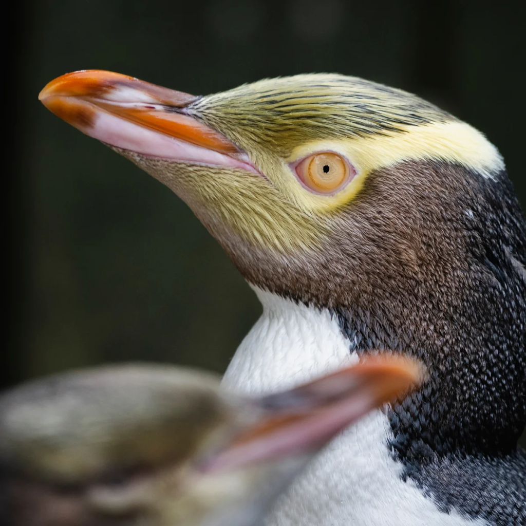 Hoiho Yellow-Eyed Penguin