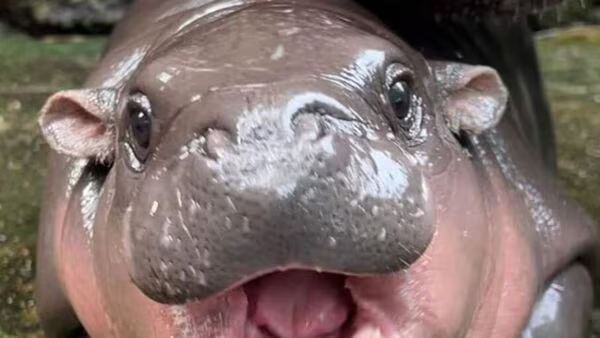 Moo Deng viral hippo