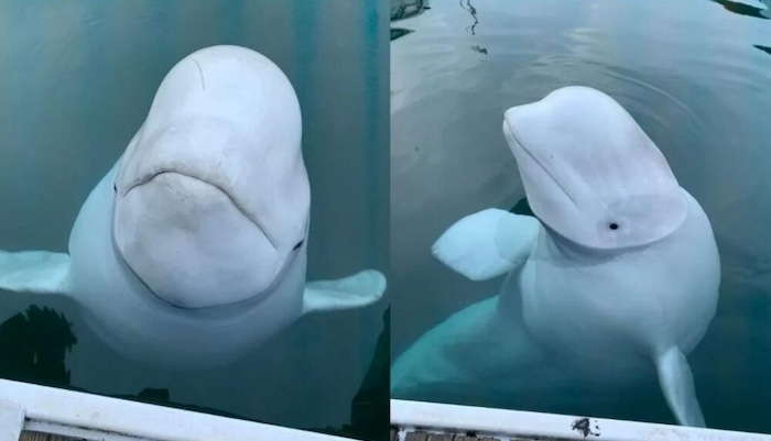 Beluga Whale Spy