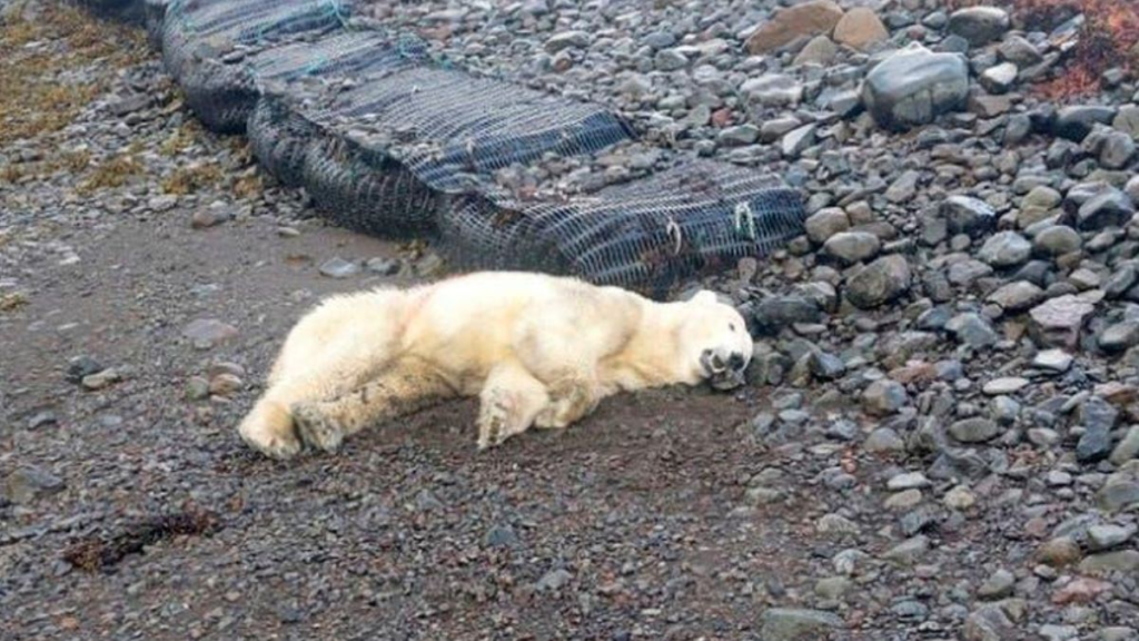 Polar Bear Iceland