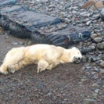 Polar Bear Iceland: Polar Bear Shot Dead to Protect Elderly Woman Amid Growing Climate Crisis