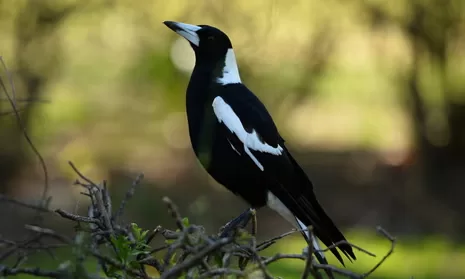 Magpie poisoning Australia