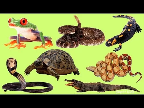 Top 10 Prehistoric Animals That Still Walk the Earth