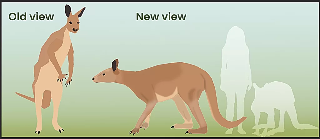 prehistoric kangaroos bipedal walking