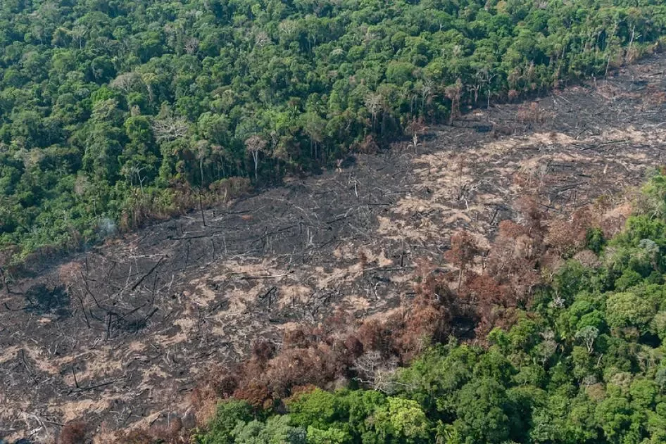 EU Anti-Deforestation Law