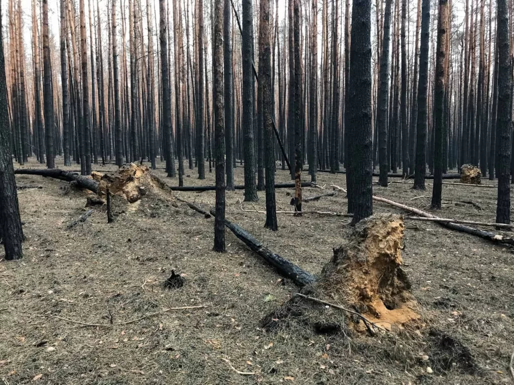 Germany Forest Fires 2024