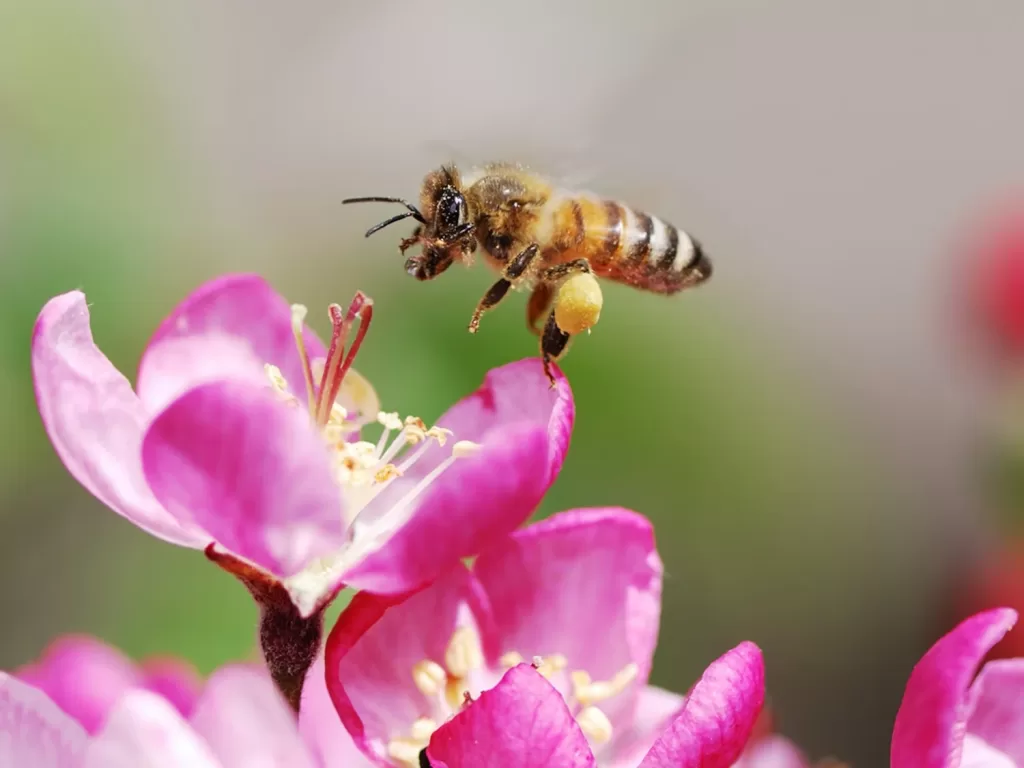 Environmental Benefits of Bees  in the UK