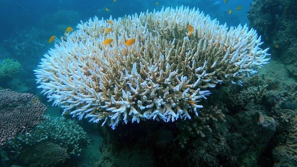 India coral bleaching conservation 2024