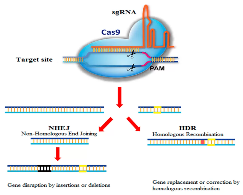 China CRISPR research breakthroughs