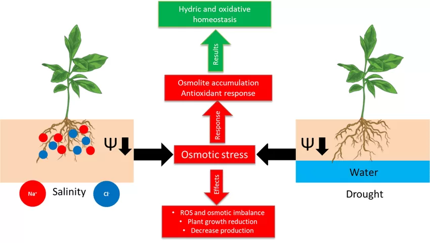 Osmotic Adjustment in Plants