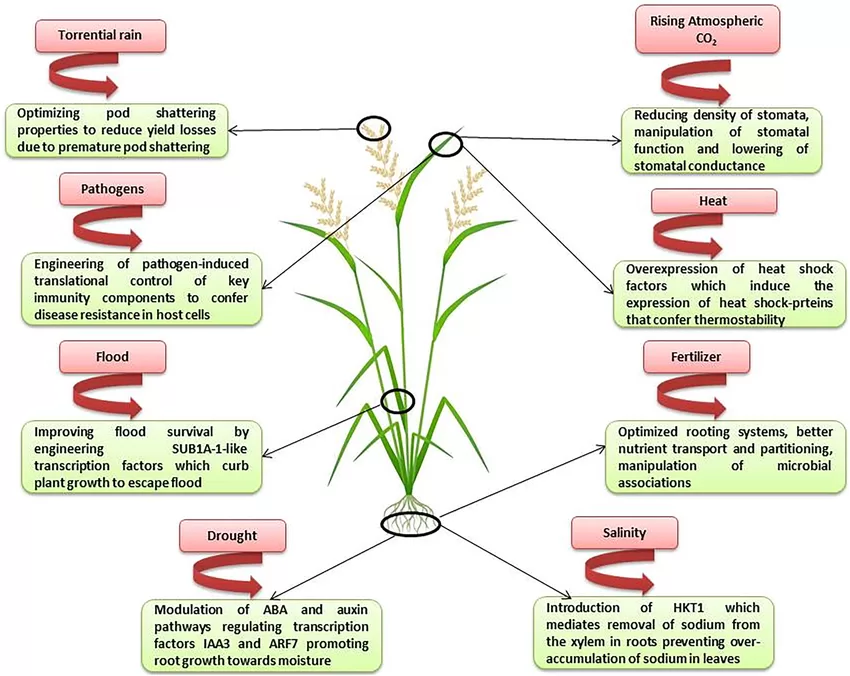 Gene editing for drought resistant crops