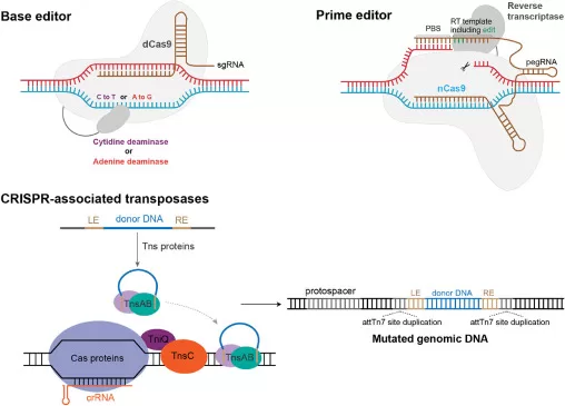 CRISPR patent landscape in India