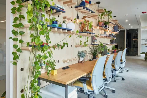 Indoor Plants for Productivity