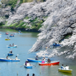 Sakura Serenity: Discover Blossoms with Magical Hanami Boat Tours in Tokyo