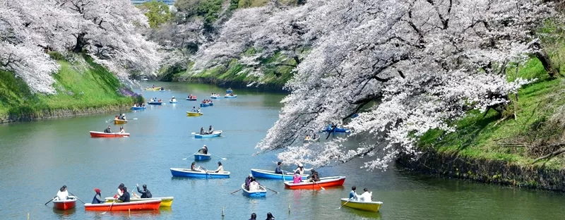 Hanami Boat Tours in Tokyo