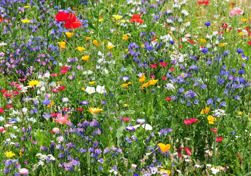 Climate Change Impact on British Flora