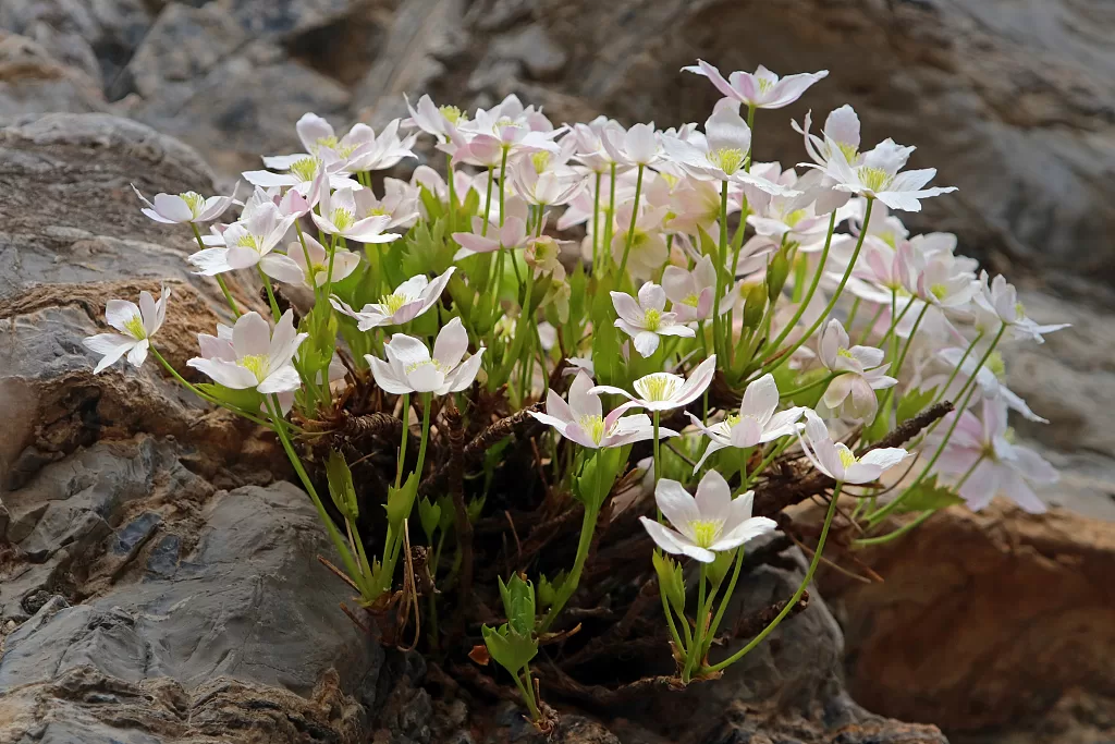 Endangered Plant Species in China