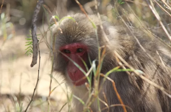 Japanese macaque rehabilitation programs